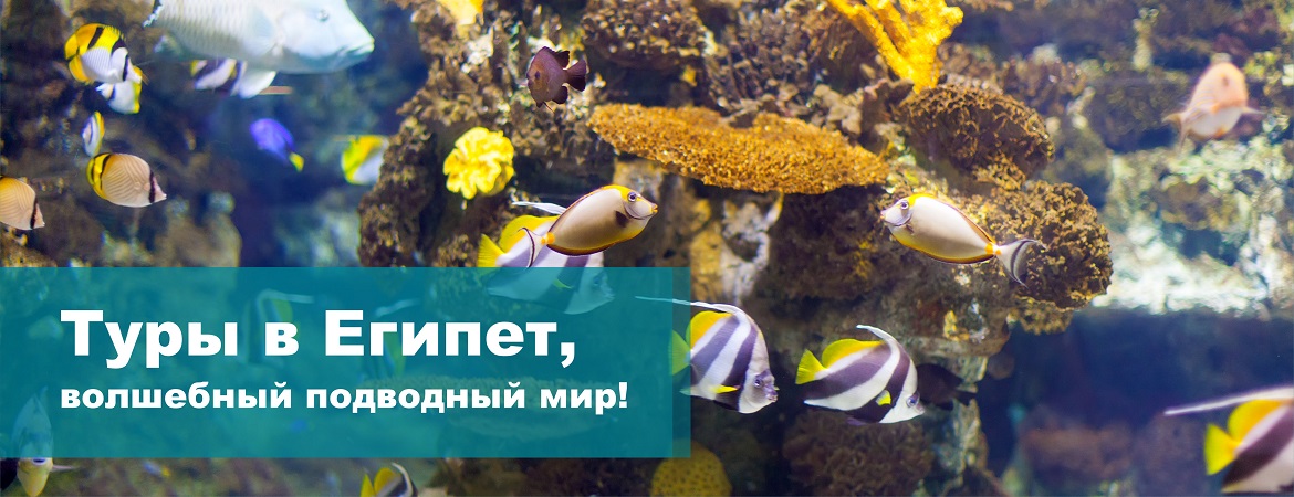 Авиатуры в Египет